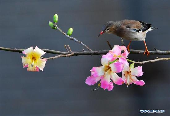 Birds seen on trees in Fuzhou