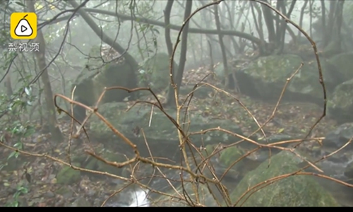 A wild gleditsia velutina tree. (Photo/Screenshot of video posted by Pear Video)
