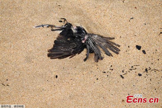 A dead Australian native bird is seen washed up amongst ash and fire debris on Boydtown Beach near the Nullica River in Eden, Australia January 7, 2020. (Photo/Agencies)