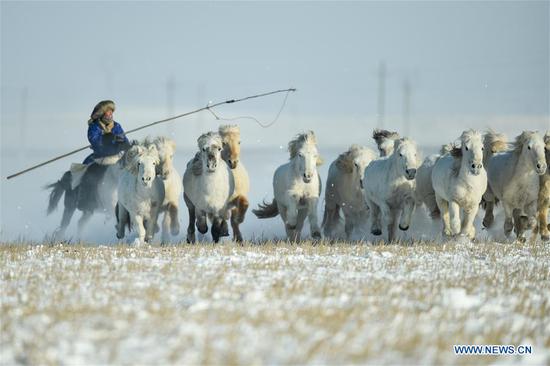 Horse training activity held at horse farm in N China's Inner Mongolia