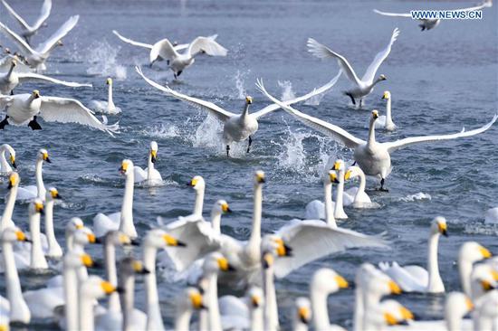 Whooper swans spend winter at nature reserve in Rongcheng City, E China's Shandong
