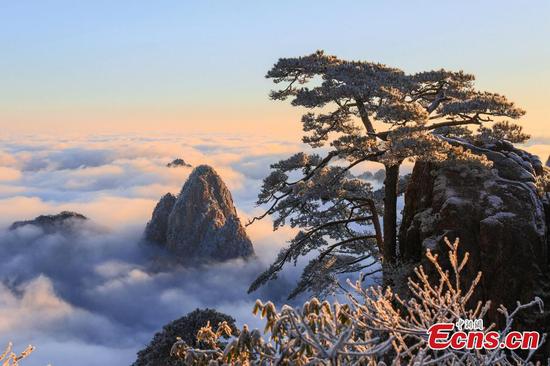 Landscape of rime-covered trees at the Huangshan Mountain scenic spot in Huangshan, January 12, 2020. (Photo: China News Service)