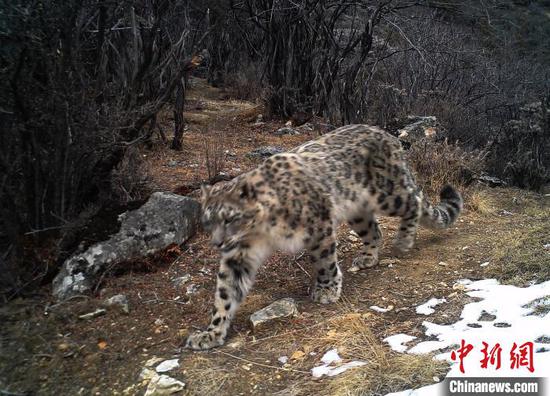 An infrared camera recorded a snow leopard in a valley located in Dingqing County, Southwest China's Tibet Autonomous Region. (Photo/China News Service)