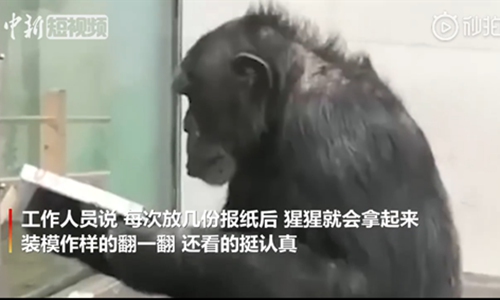 The chimp is reading. (Photo/Screenshot of video posted by China News Service)