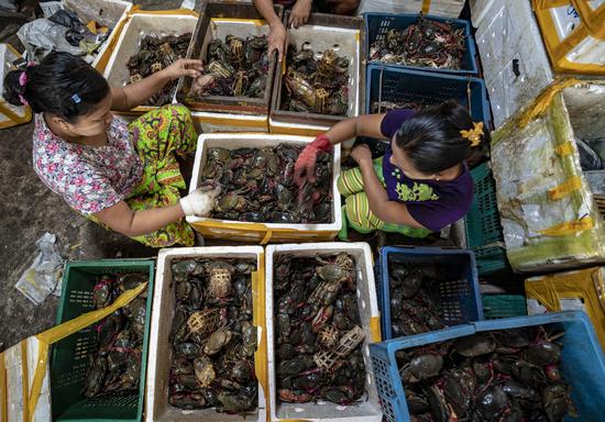 Workers sort crabs imported from Myanmar at a market in Ruili city, Southwest China's Yunnan Province, Nov. 5, 2019. (Photo/Xinhua)
