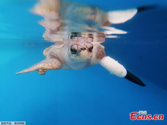 Thailand helps sea turtle swim again with prosthetic flippers