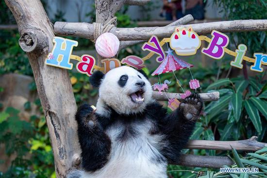 Giant Panda 'Yi Yi' celebrates second birthday in Malaysia