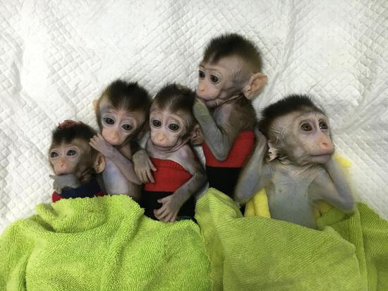 File photo of five macaque monkeys cloned from skin cells of a diseased monkey. (Photo provided to Xinhua)