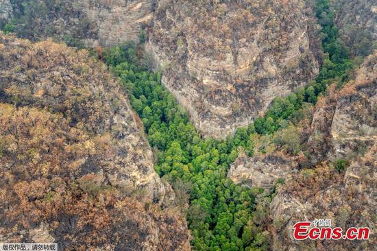 Firefighters save Australia's 'dinosaur' trees 