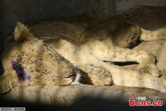 Shocking photographs show lions starving in Sudan zoo