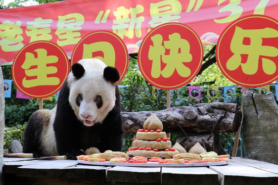 Xinxing, world's oldest captive giant panda, eats a birthday cake at a zoo in southwest China's Chongqing, Aug. 23, 2019. (Chongqing Zoo/Handout via Xinhua)