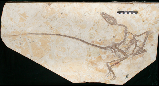 The fossil of Wulong bohaiensis. (Photo provided by Ashely Poust)
