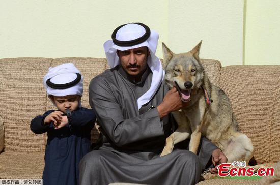 In pictures: Saudi family has lived with wolves for 11 years
