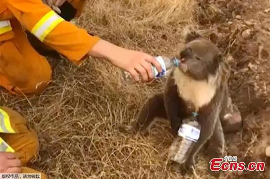 A koala drinks water offered from a bottle by a firefighter during bushfires in Cudlee Creek, south Australia, December 22, 2019. (Photo/Agencies)