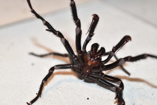 Australian funnel-web spider. (Photo courtesy of the Australian Reptile Park)