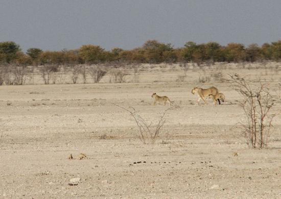 File photo shows lions walk at the Etosha National Park, northwestern Namibia, July 30, 2016. (Xinhua/Wu Changwei)