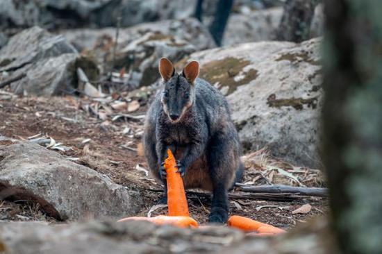 A wallaby eats a carrot airdropped in bushfire-hit areas. (Photo courtesy of NSW Department of Planning, Industry and Environment)