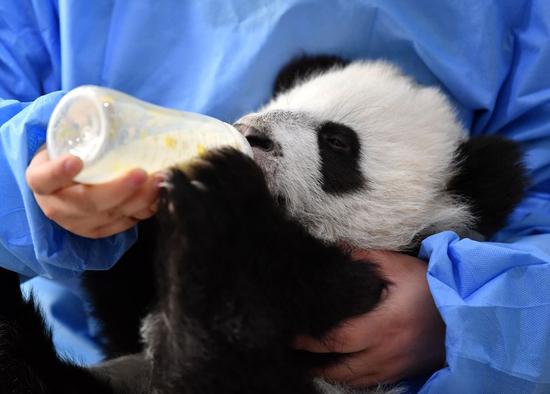 A keeper feeds a giant panda cub at the 