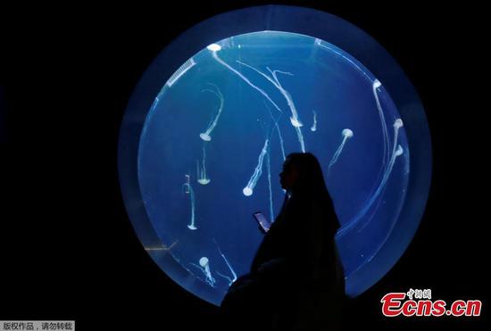 In pics: World of Jellyfish aquarium in Prague