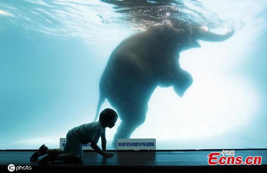 Elephant swims in pool at Thailand zoo 
