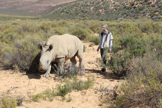 This file photo shows Hunter Mitchell, South African conservationist taking the rhino for a walk, in Cape Town, South Africa, on Sept. 24, 2016. (Xinhua/Ben Beauden)