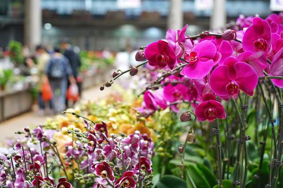 Citizens select flowers at China's largest fresh flower wholesale market Dounan in Kunming, capital of southwest China's Yunnan Province, July 9, 2019. (Xinhua/Qin Qing)