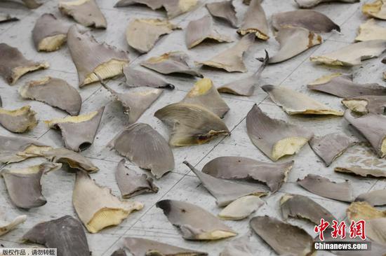 Shark fins worth about $1 mln seized in a Miami port