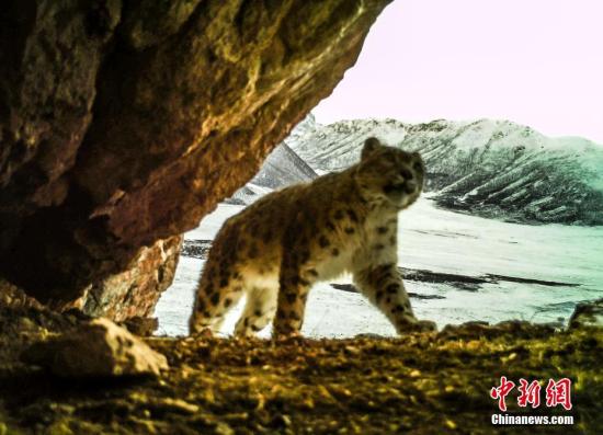 The image of a snow leopard was captured by an infrared camera in Yushu Tibetan Autonomous Prefecture, Qinghai Province. (Photo/China News Service)