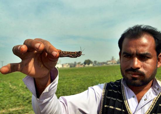 Locusts swarming raises concerns in Pakistan