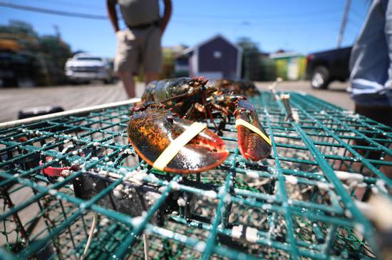 Photo taken on June 22, 2018 shows a lobster in Portland, Maine, the United States. (Xinhua/Zhang Mocheng)