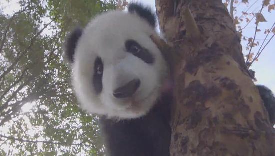 Panda Chenglang (Photo grab from a video by the Chengdu Research Base of Giant Panda Breeding)