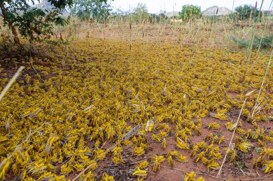 A swarm of desert locusts invade parts of Mwingi Town in Kitui County, Kenya, Feb. 20, 2020. (Xinhua/Zhang Yu)