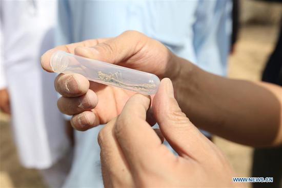 Chinese locust experts check locust siuation in Tharparkar desert, Pakistan