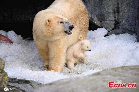 Polar bear cub makes debut in Copenhagen Zoo 