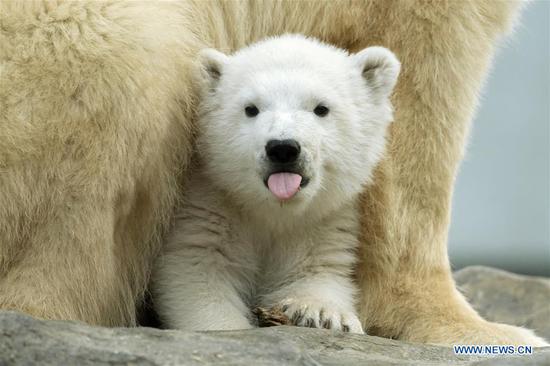 Polar bear baby seen at Schonbrunn Zoo in Vienna