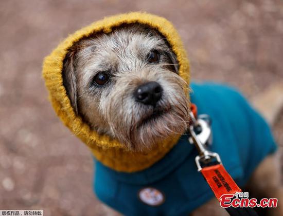 Crufts dog show opens in Birmingham