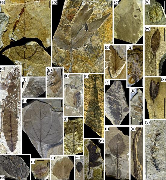This combo picture shows plant fossils found in the northern areas of the Qaidam Basin (Photo provided to Xinhua)