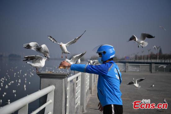 Bird lovers order 'takeaways' for black-headed gulls in Kunming