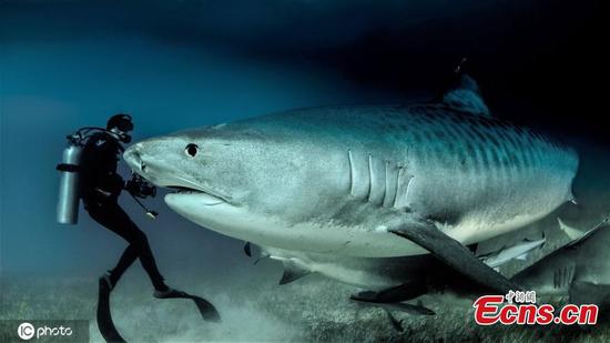 Pensioner spends six decades diving with sharks