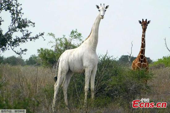 Kenya's rare white female giraffe 'killed by poachers'