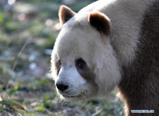 Qizai, a rare brown and white giant panda, is seen at Qinling Research Base of Giant Panda Breeding of Shaanxi Academy of Forestry in Xi'an, Northwest China's Shaanxi province, Dec 3, 2019. (Photo/Xinhua)