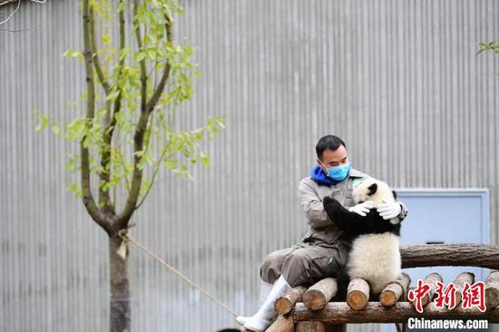 A breeder plays with a giant panda at a base. (Photo provided to China News Service)