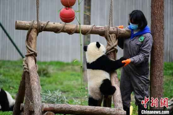 A breeder plays with a giant panda at a base. (Photo provided to China News Service)