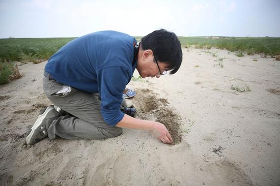 Chinese expert Zhang Long searches for desert locust eggs in Khushab, Punjab province, Pakistan, March 2, 2020. (Xinhua/Liu Tian)