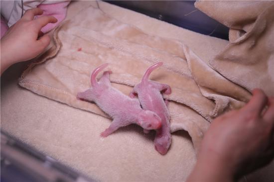 World's first panda cubs born in 2020