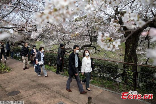 People enjoy cherry blossoms in Tokyo