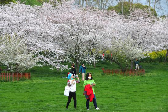 Local residents enjoy the beautiful cherry blossoms at the East Lake Cherry Park in Wuhan city on March 21, 2020. (Photo by Zhu Xingxin/chinadaily.com.cn)