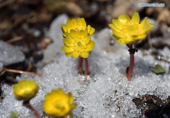 Adonis amurensis blooms in Changchun as weather gets warm