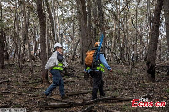 Koalas rescued from bushfires make a return to mountain