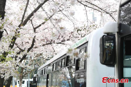 Blossoms add tenderness to bus stop in Shanghai